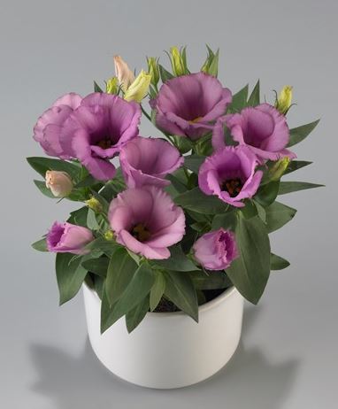 Lisianthus Lilac Shade Bare-Root Starter Plant 2–5" Tall | Eustoma grandiflorum
