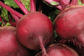 Ruby Queen Beet Seeds (500) - Non-GMO Heirloom for Canning & Pickling