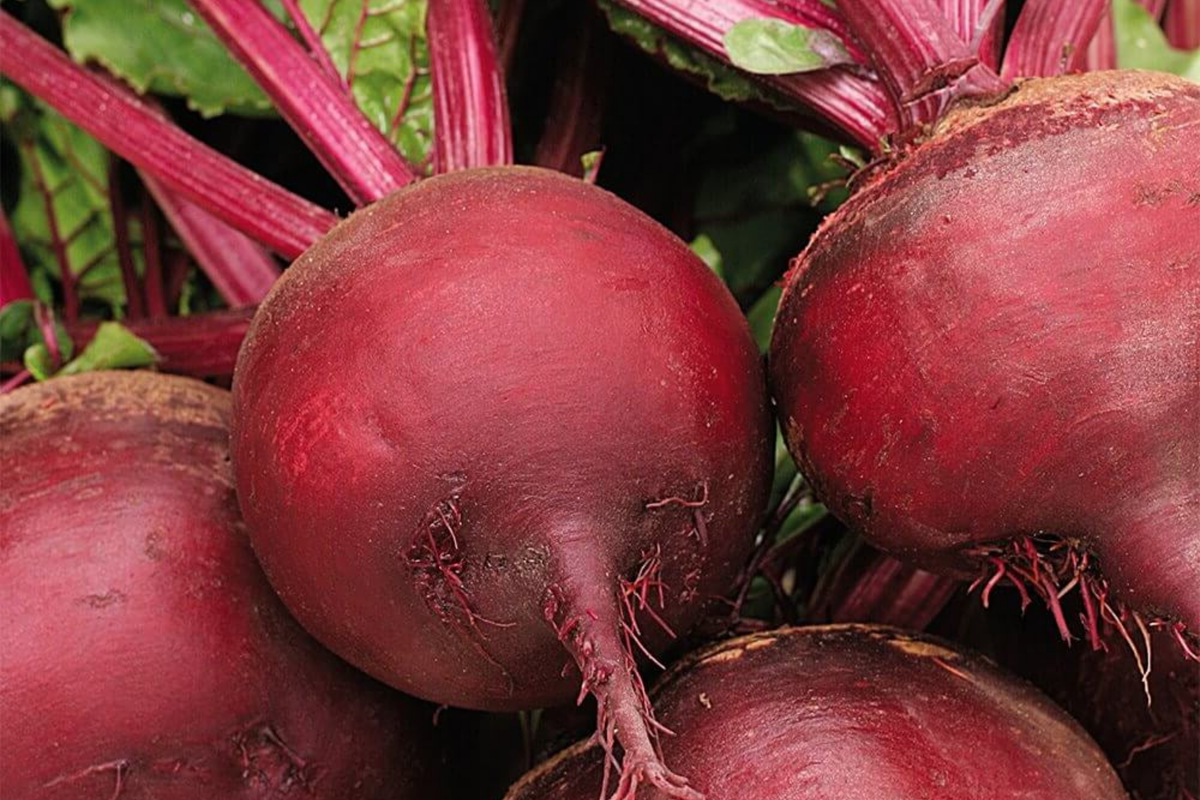 Ruby Queen Beet Seeds (500) - Non-GMO Heirloom for Canning & Pickling