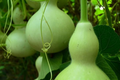 Martin Birdhouse Gourd Seeds - Heirloom Non-GMO, 50 Seeds