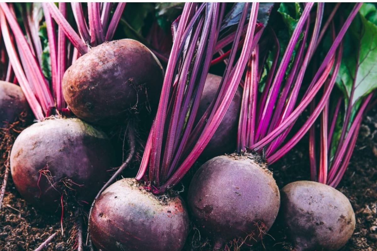 Detroit Dark Red Beet Seeds - 250 Non-GMO Heirloom Beet Seeds for Full Sun