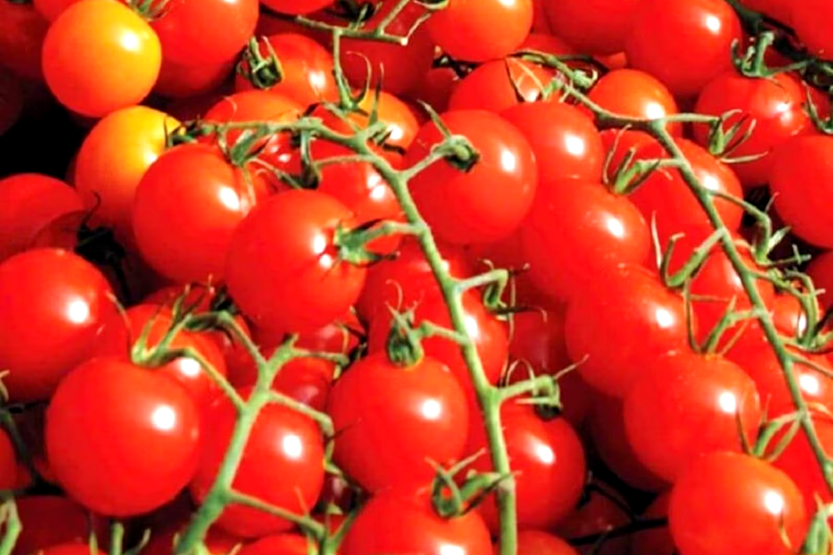 Small Red Cherry Tomato Seeds - 50 Non-GMO Heirloom, Indeterminate Vines