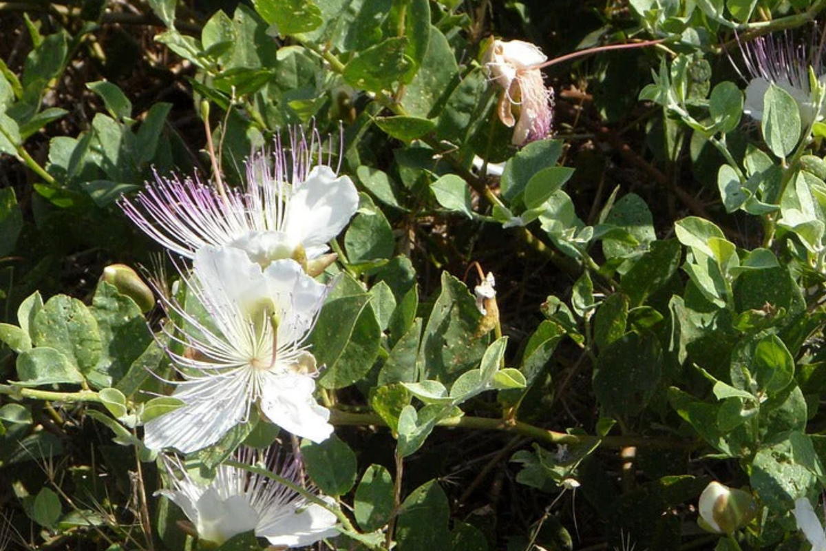 Caper Seeds (Capparis spinosa) - 50 Non-GMO Seeds for Caper Bush | Edible Buds & Berries