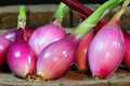 Red Long of Tropea Onion Seeds - Non-GMO Heirloom, Bunching Italian Gourmet Onion