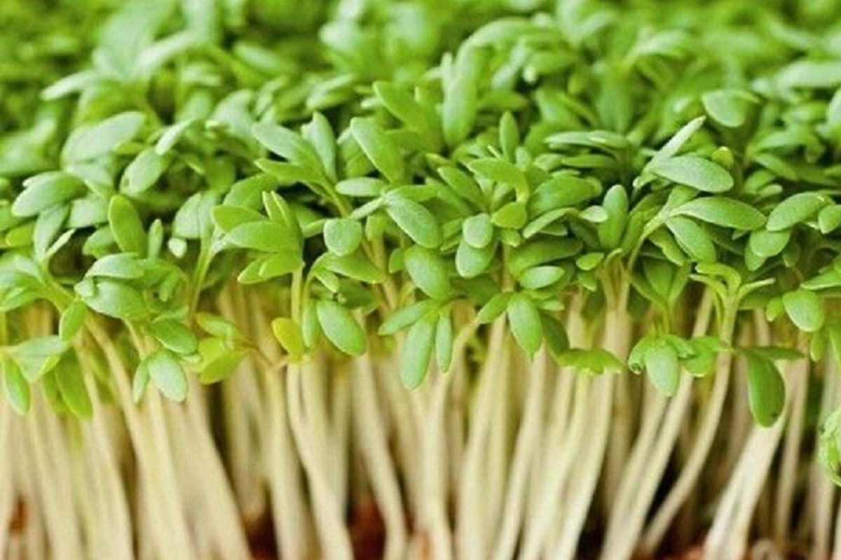 Curled Garden Cress Seeds - 5000 Heirloom Non-GMO, Fast-Growing
