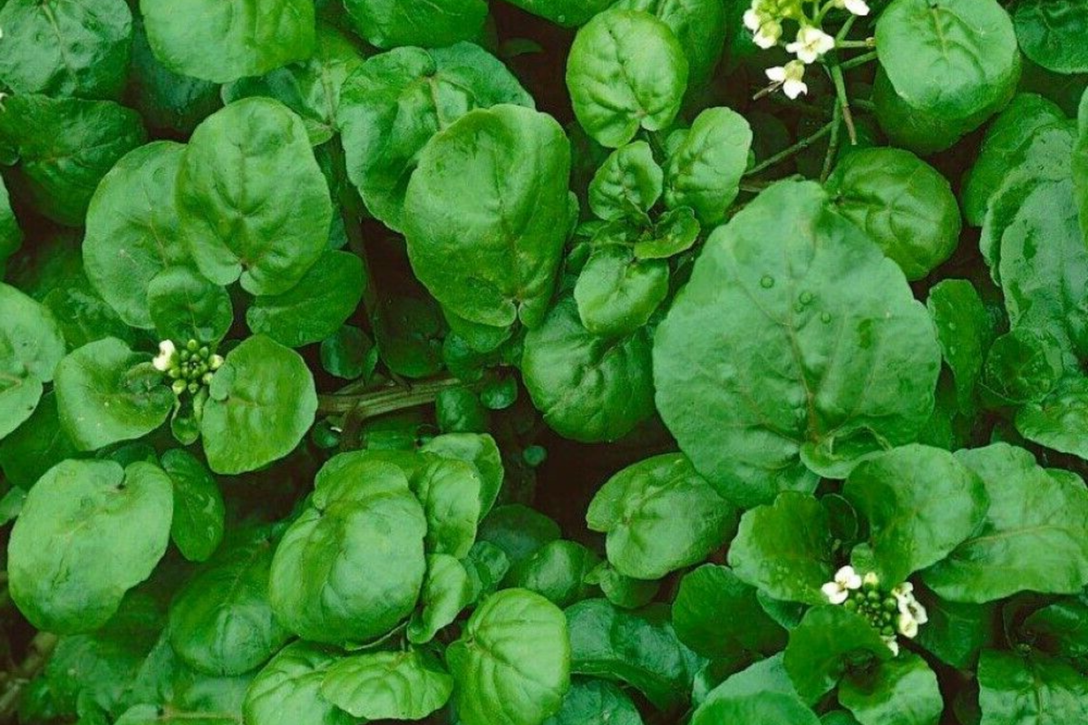 Upland Cress Seeds (4000) - Early Cress, Creasy Greens, Heirloom, Non-GMO
