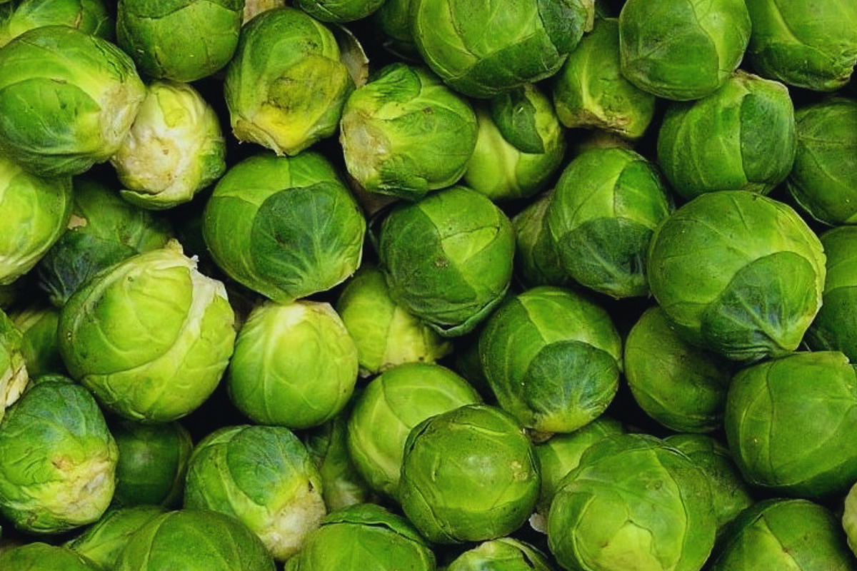 Brussels Sprouts Seeds - 1000 Long Island Improved Heirloom, Non-GMO