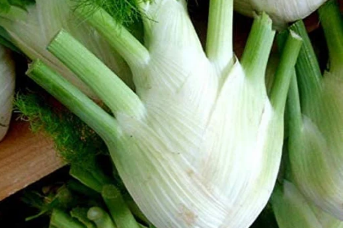 Florence Fennel Seeds - 400 Non-GMO Heirloom Florence Fennel Seeds