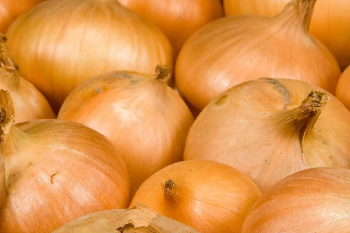 Walla Walla Sweet Onion Seeds - Heirloom, Non-GMO (1000 seeds) | USA Seller
