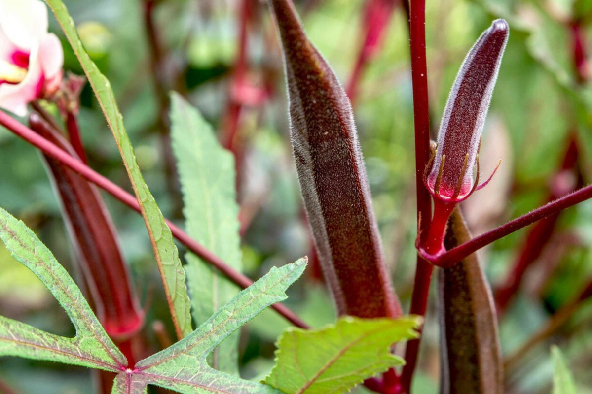 Red Burgundy Okra Seeds - 100 Non-GMO Heirloom, Red Pods (Abelmoschus esculentus) 55-60 Days