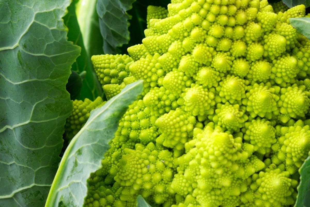 Romanesco Broccoli Seeds - 1,000 Non-GMO Heirloom Seeds | Brassica oleracea var. botrytis