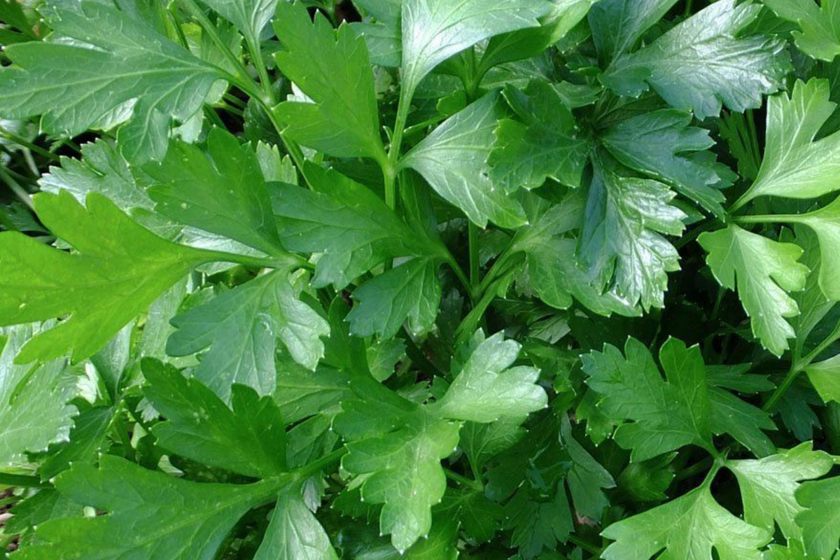 Italian Giant Parsley Seeds - Non-GMO Heirloom, 2000 Seeds