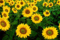 Skyscraper Sunflower Seeds - Heirloom, Non-GMO, Giant Bloom (50 Seeds)