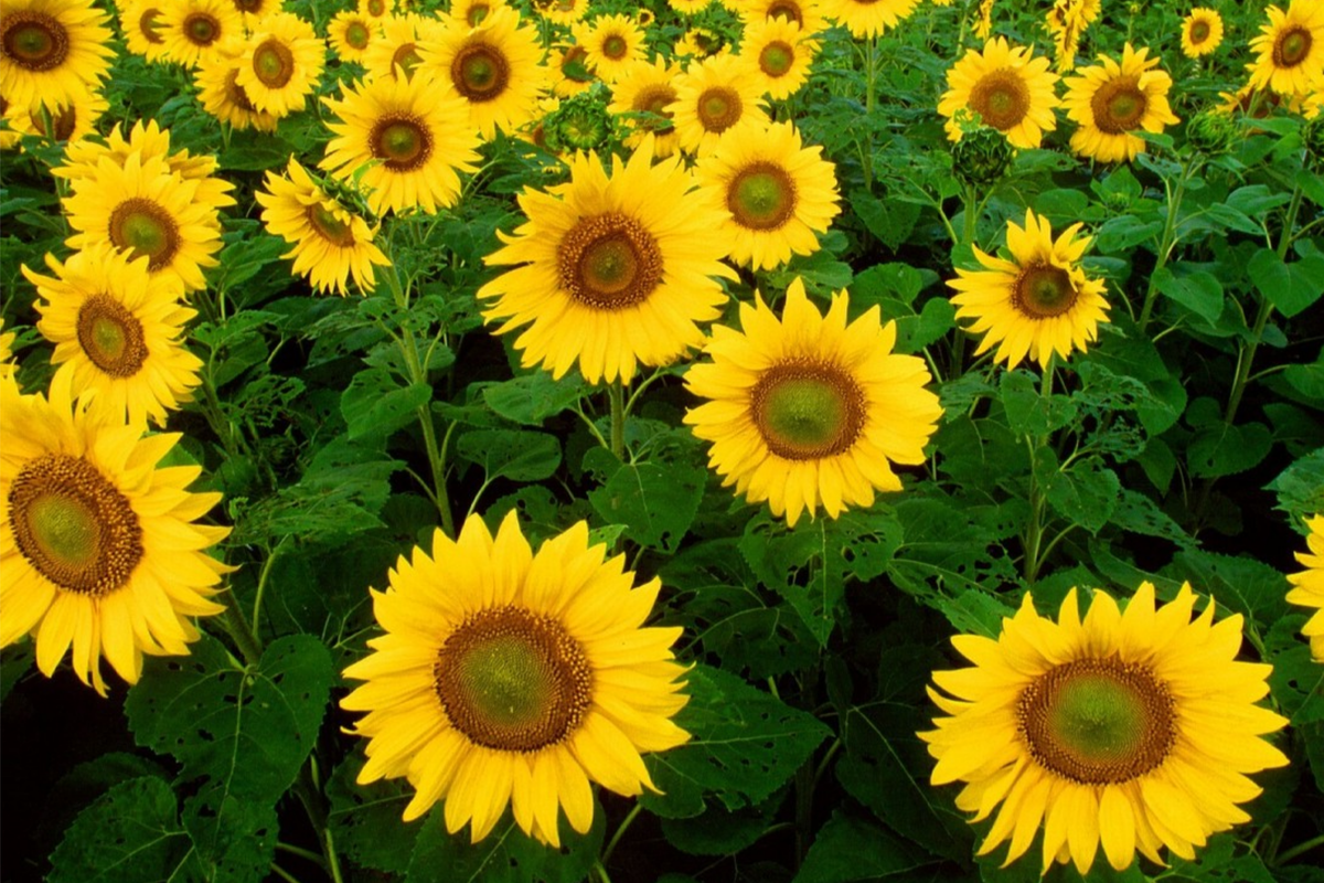 Skyscraper Sunflower Seeds - Heirloom, Non-GMO, Giant Bloom (50 Seeds)