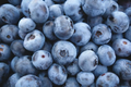 Highbush Blueberry Seeds - 200 Self-Fertile, Disease-Resistant | Zones 3-9