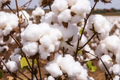 White Cotton Seeds (Gossypium) - 38 Non-GMO Seeds, Full Sun, Spring/Fall Bloom