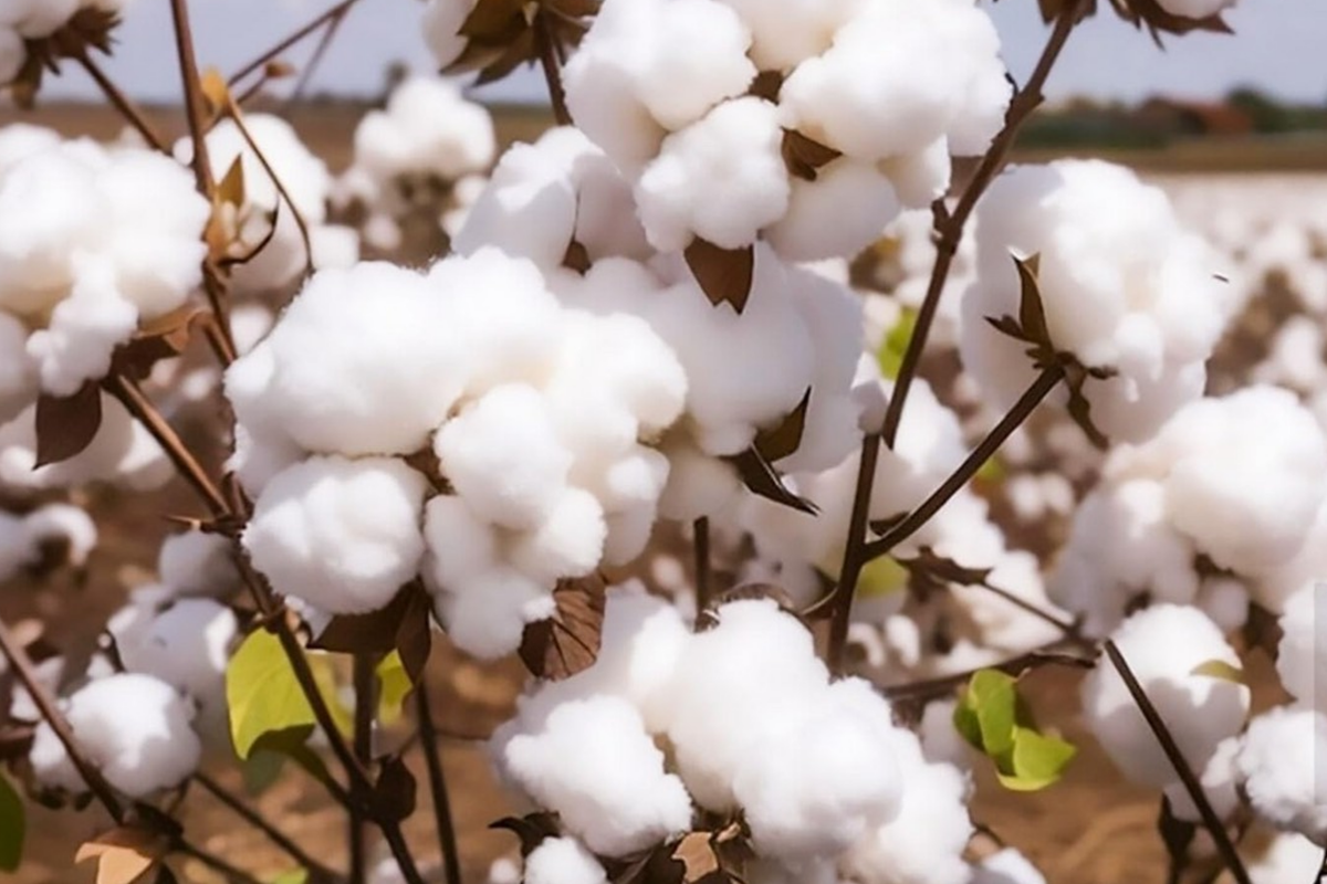 White Cotton Seeds (Gossypium) - 38 Non-GMO Seeds, Full Sun, Spring/Fall Bloom