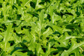 Catalogna Emerald Endive (Cichorium intybus) 1000 Heirloom Seeds – Slow-Bolting Italian Dandelion