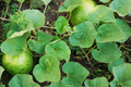 Giant Bushel Gourd Seeds (15) – Non-GMO Heirloom, Up to 100 lb, Basket & Craft Gourd
