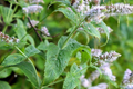 Peppermint Seeds (Mentha piperita) - 2000 Non-GMO Heirloom, Fast-Growing Mint for Tea & Cooking