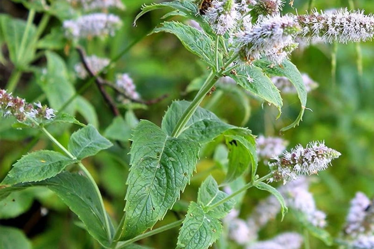 Peppermint Seeds (Mentha piperita) - 2000 Non-GMO Heirloom, Fast-Growing Mint for Tea & Cooking