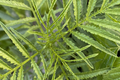 Huacatay (Black Mint) Seeds - Tagetes Minuta | Peruvian Culinary & Medicinal Herb, 300 Seeds