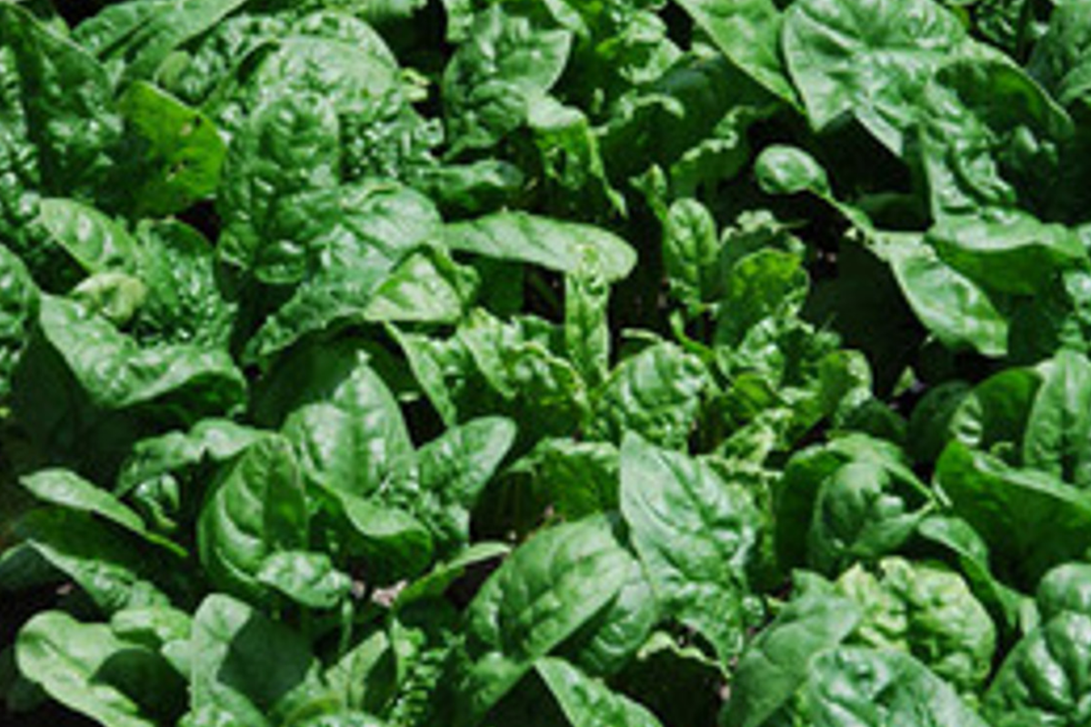 Giant Noble Spinach Seeds - 500 Non-GMO Heirloom, Direct Sow