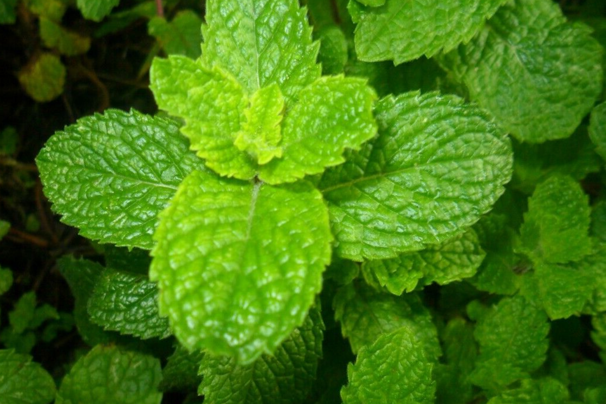 Spearmint Seeds Mentha spicata - 2500 Non-GMO Starter Plant for Tea & Culinary