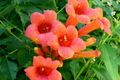 Campsis radicans Hummingbird Trumpet Creeper Vine Seeds - 70 Fresh Seeds, Fast-Growing