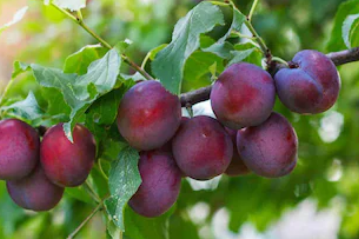 Methley Plum Fruit Tree Bare-Root Starter Plant – 3-4 ft, Self-Pollinating, Early June Harvest