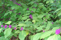10 Organic Japanese Beautyberry Cuttings (5-7") | Unrooted Starter Plant