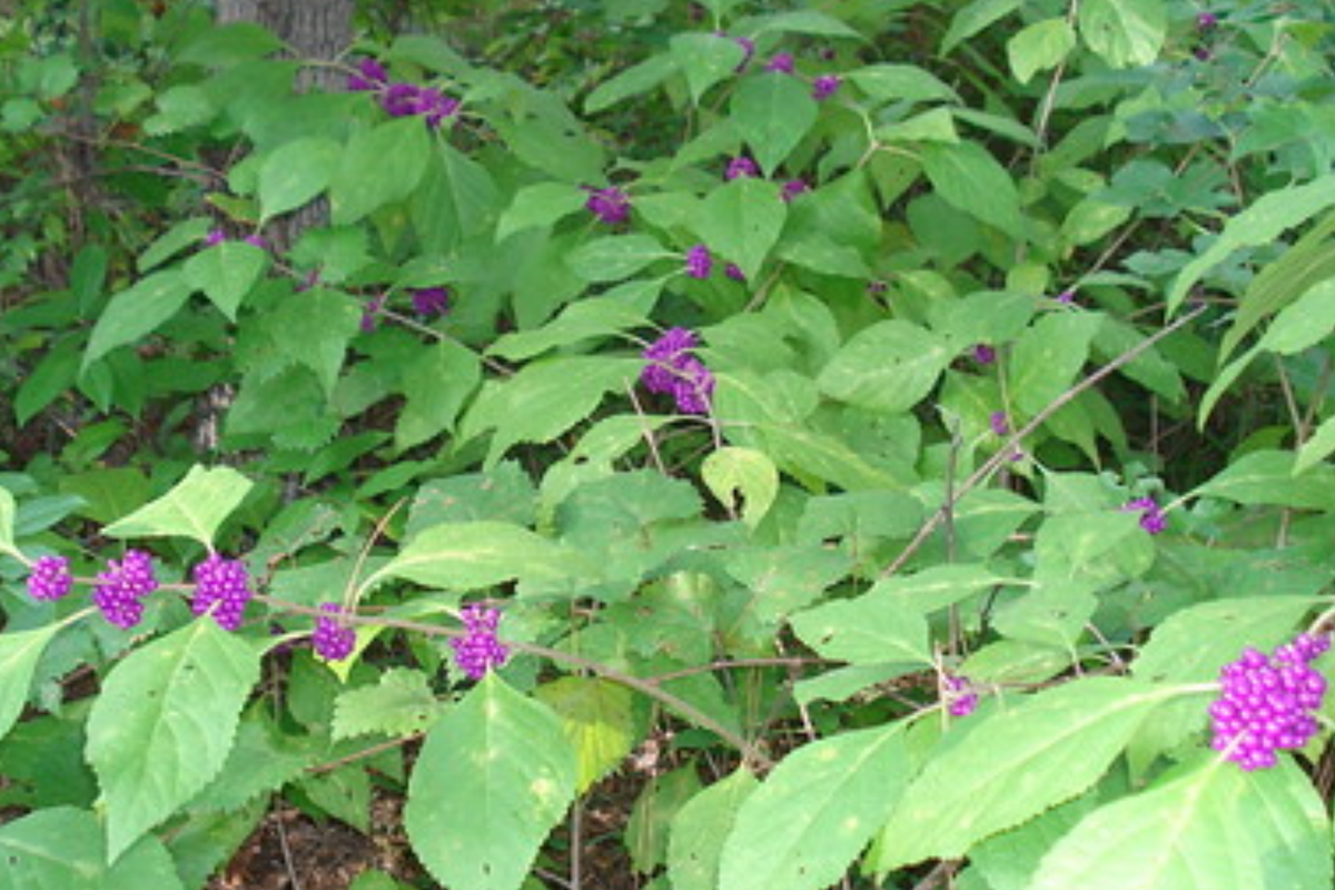 10 Organic Japanese Beautyberry Cuttings (5-7") | Unrooted Starter Plant