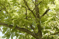 Butternut White Walnut Tree Seedlings (Juglans cinerea) - 2 Live Seedlings, USDA 3-7