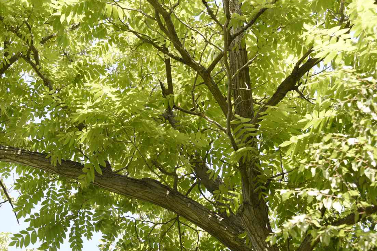 Butternut White Walnut Tree Seedlings (Juglans cinerea) - 2 Live Seedlings, USDA 3-7