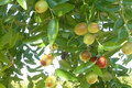 Shanxi Jujube Scion Cuttings (2 x 6-Inch) | Grafting Cuttings for Zone 5+