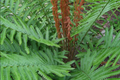 Cinnamon Fern (Osmunda cinnamomea) Bare-Root Starter Plant - 3 Small Plants