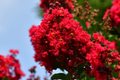 Deep Red Crape Myrtle Dynamite - 2-3 ft Starter Plant (Lagerstroemia indica)