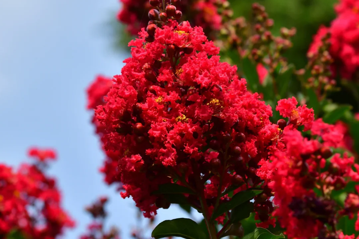 Deep Red Crape Myrtle Dynamite - 2-3 ft Starter Plant (Lagerstroemia indica)