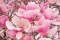 Saucer Magnolia Sapling 6-12" Bare Root Dormant - Pink Spring Blooms
