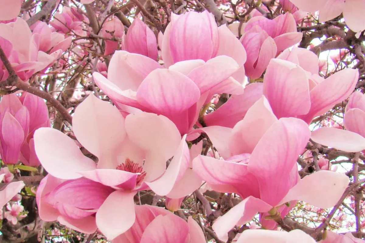Saucer Magnolia Sapling 6-12" Bare Root Dormant - Pink Spring Blooms