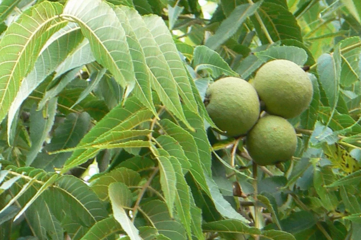 Black Walnut Trees (2 Bare Root Seedlings) - Juglans nigra, 1-2 ft tall, Zones 4-9