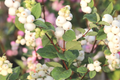 Snowberry Symphoricarpos albus Bare Root Plant 12-24" Tall, White Berries | Hardy Wildlife Shrub
