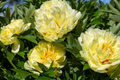 Peony Honey Gold Bare Root (2+ Eyes) – Fragrant White & Gold Blooms, 30” Tall, Zones 3-8