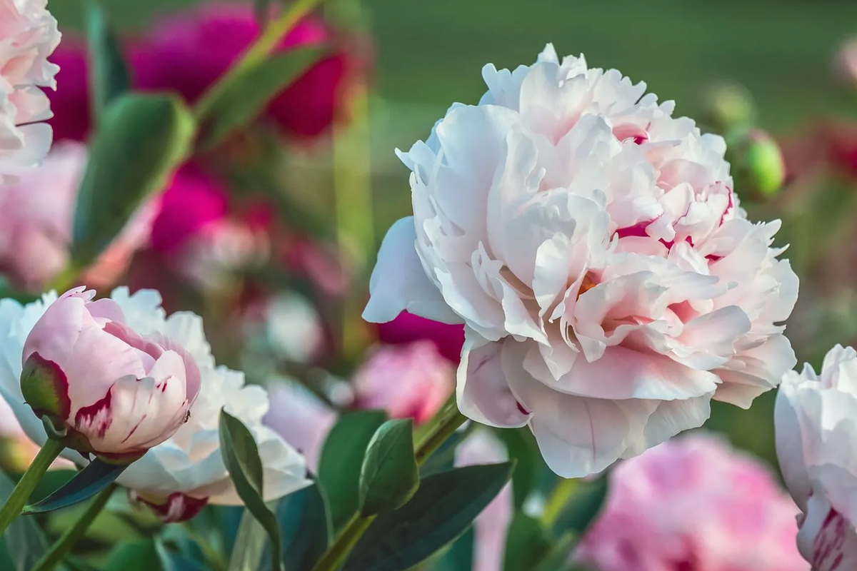 Peony Bowl of Beauty Bare Root (2+ Eyes) - Paeonia lactiflora, Bi-Color Blooms