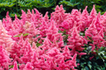 Astilbe Heavy Metal Bare Root Plant | Ruby Red Blooms | Shade-Loving Perennial