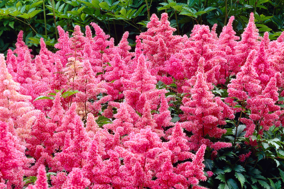 Astilbe Heavy Metal Bare Root Plant | Ruby Red Blooms | Shade-Loving Perennial