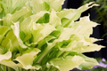 White Feather Hosta - Bare Root Starter Plant | Shade-Loving Perennial, 12-18 in tall, 2 ft spread