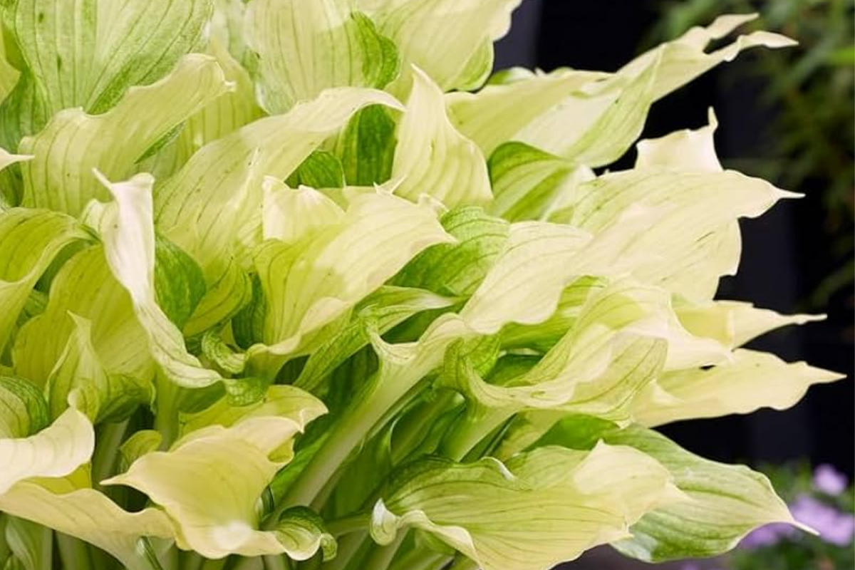 White Feather Hosta - Bare Root Starter Plant | Shade-Loving Perennial, 12-18 in tall, 2 ft spread