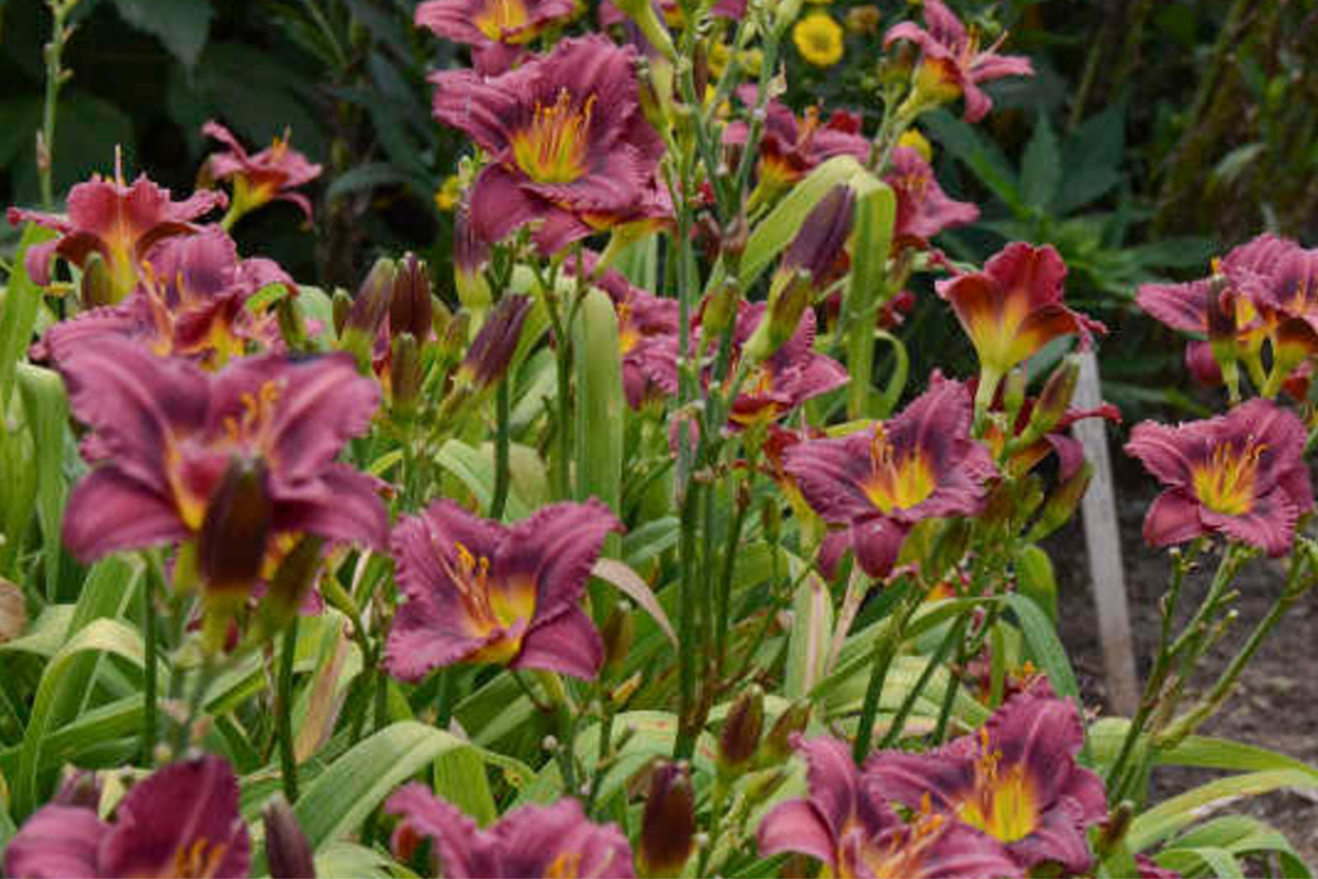 Little Grapette Daylily – Live Bare Root Plant (Hemerocallis ‘Little Grapette’)