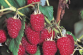 Royalty Purple Raspberry Bare Root Canes - 2-Year-Old Starter Plant (Rubus idaeus ‘Royalty’)
